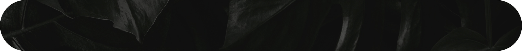 bg-font